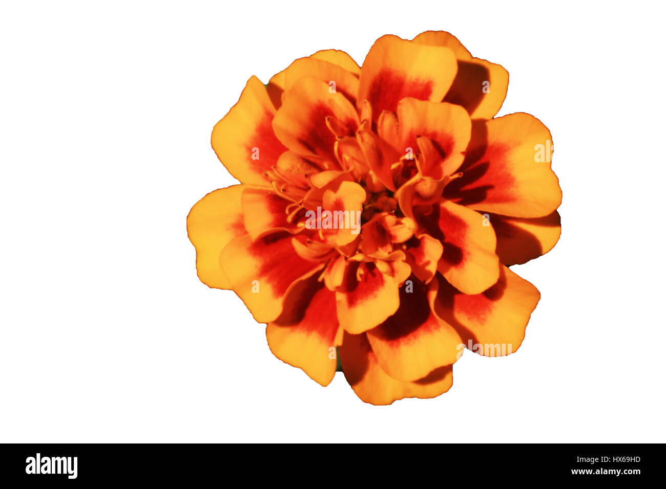 Flower Isolated on White Background Stock Photo - Alamy