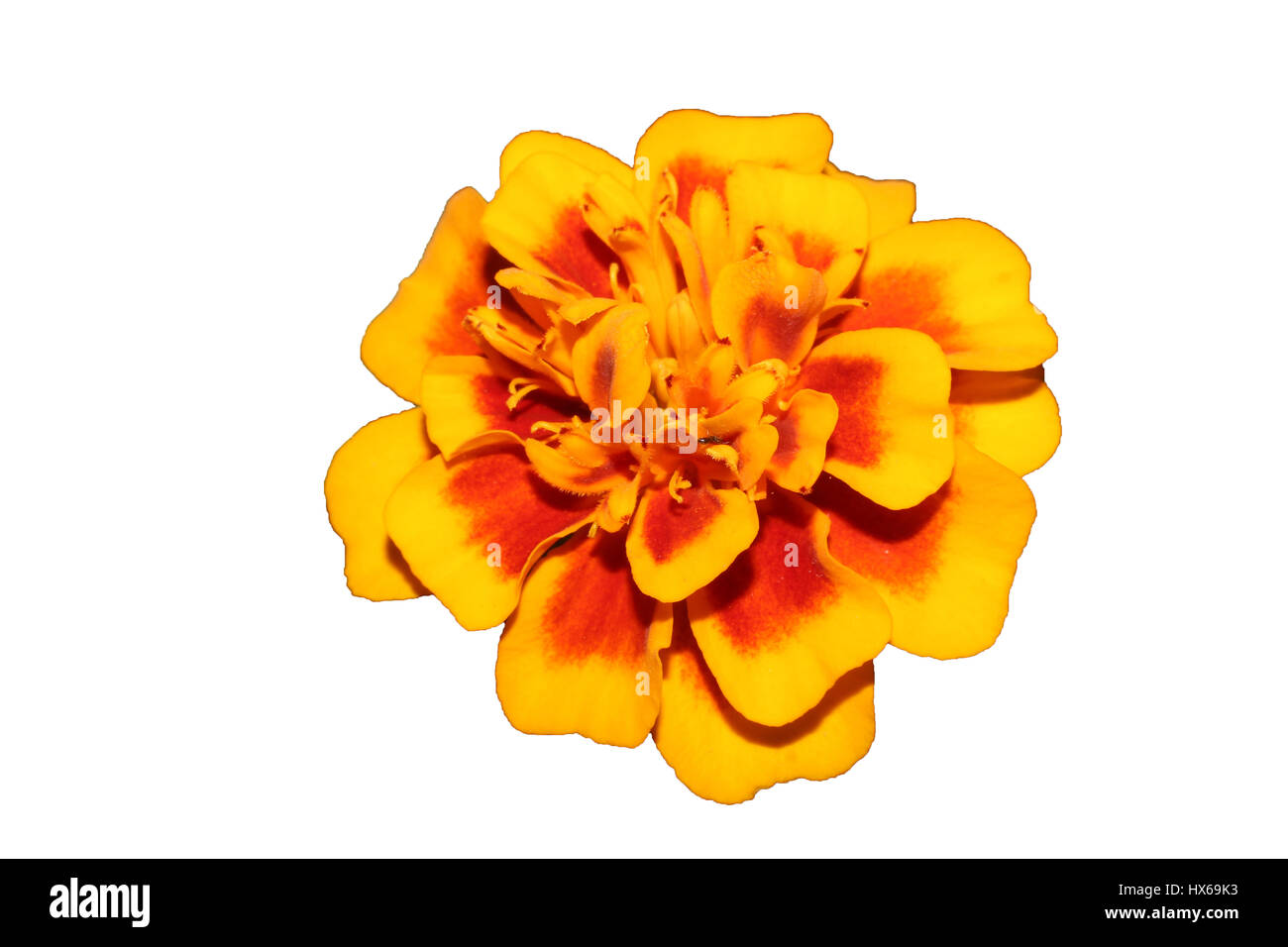 Flower Isolated on White Background Stock Photo - Alamy