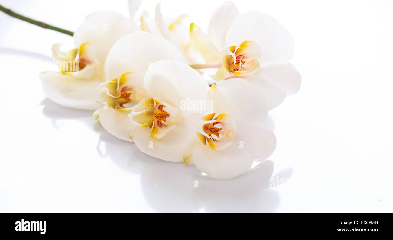 White orchid flower isolated on white background Stock Photo - Alamy