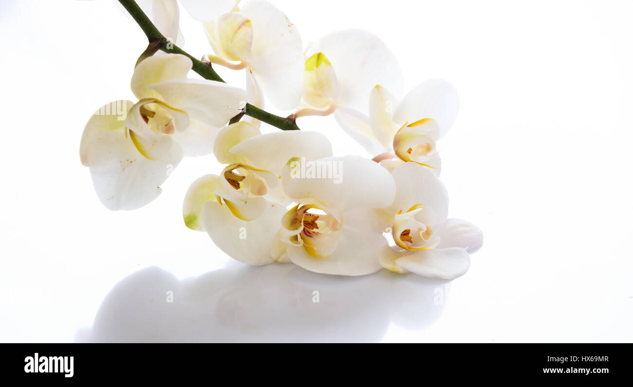 White orchid flower isolated on white background Stock Photo - Alamy