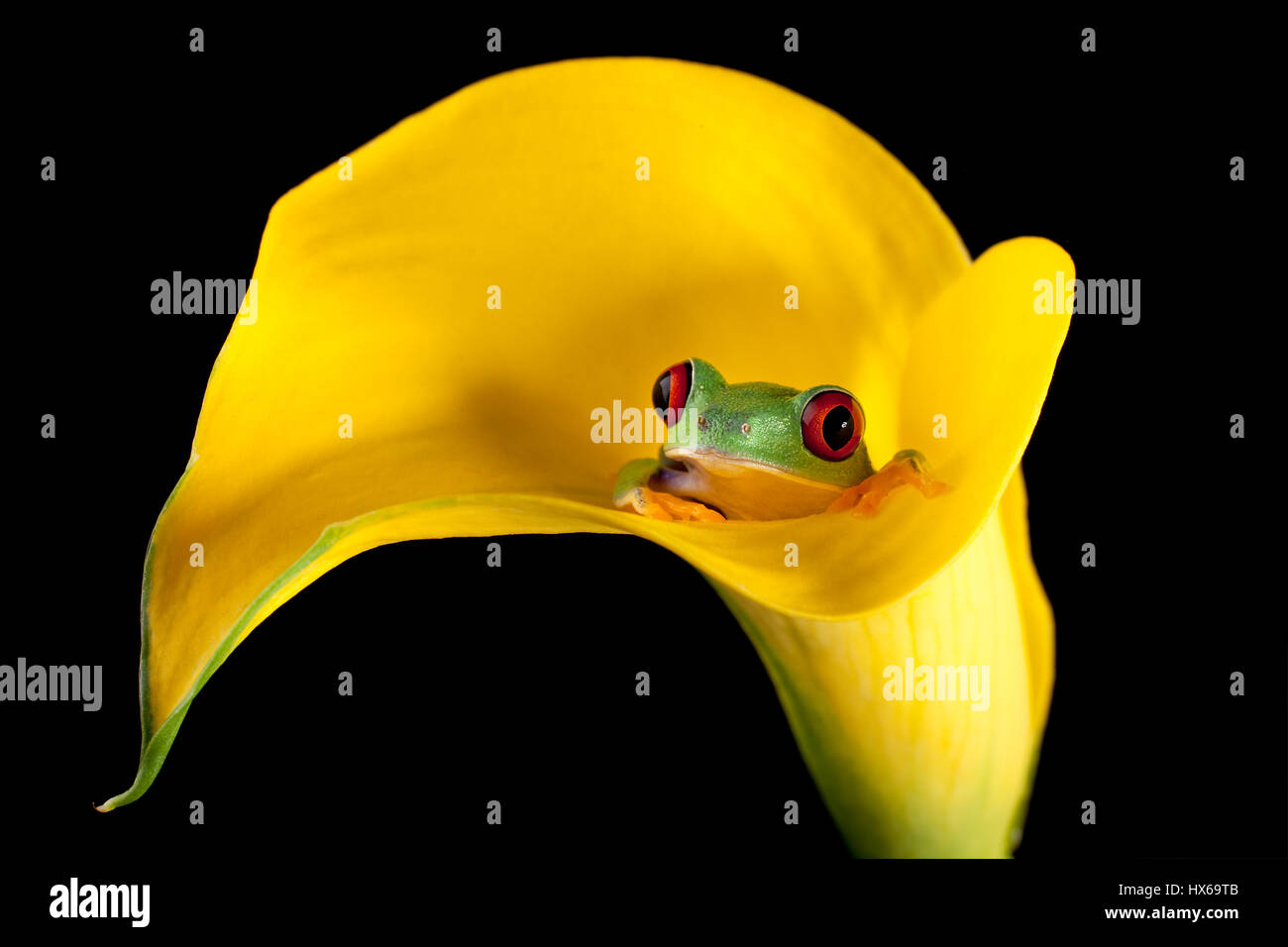 One inch red-eyed tree frog in an arum lily Stock Photo
