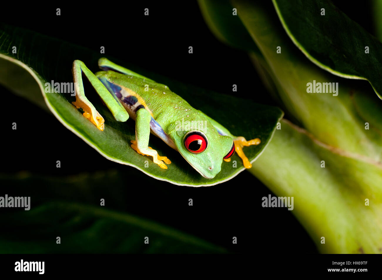 Red eyed tree frog on banana leaf Stock Photo