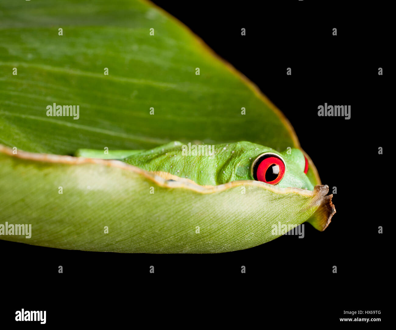 Red eyed tree frog on banana leaf Stock Photo