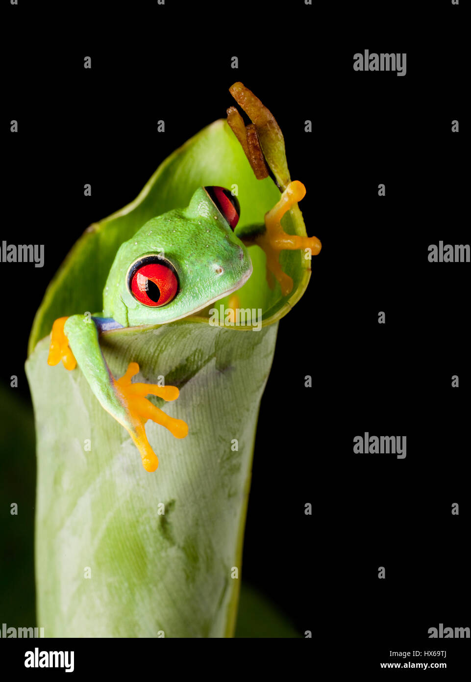 Red eyed tree frog on banana leaf Stock Photo