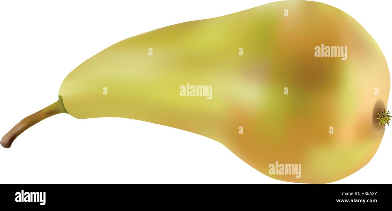 green pear isolated on a white background, closeup Stock Vector Image ...