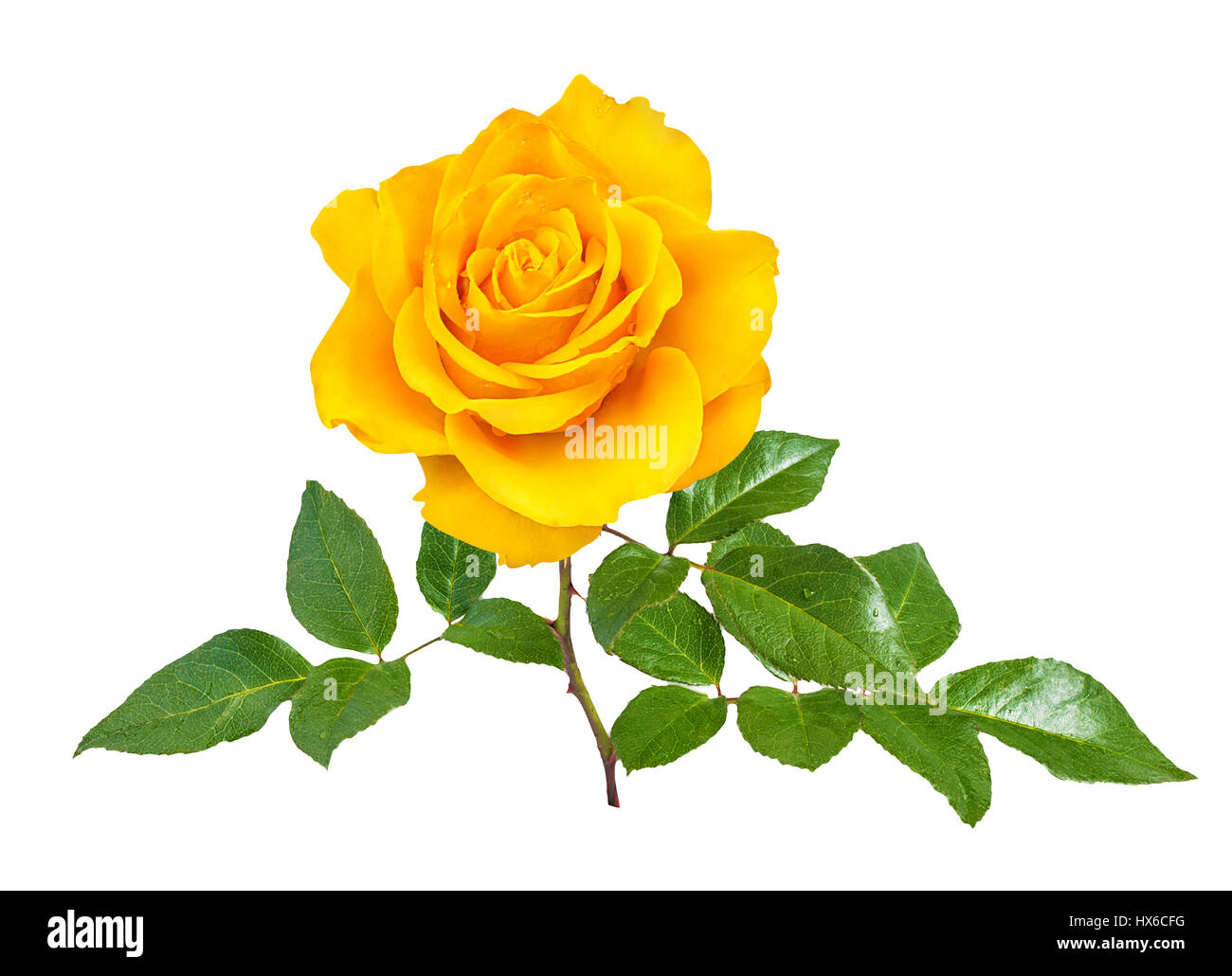 rose isolated on the white background Stock Photo - Alamy