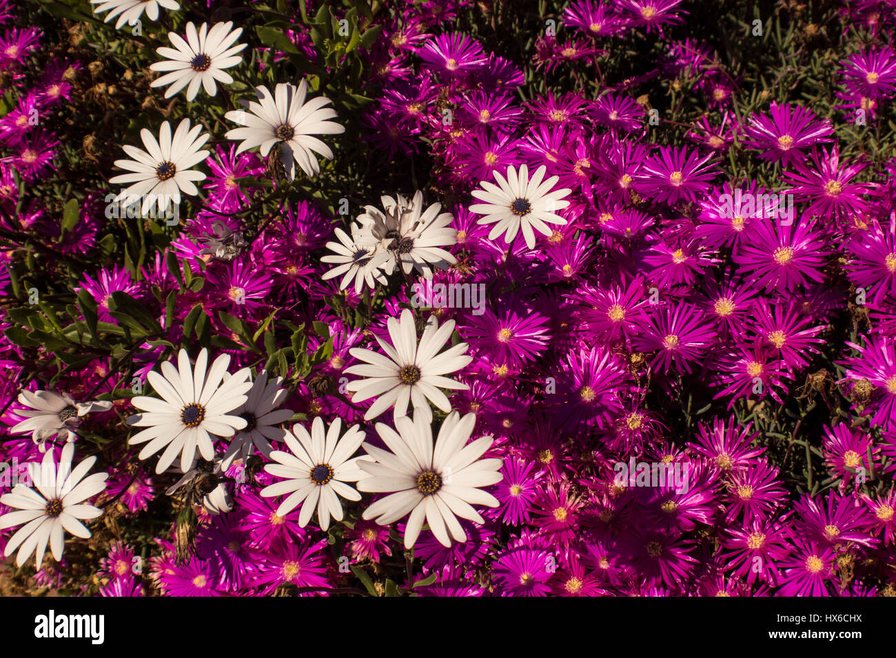 purple and white flowers Stock Photo