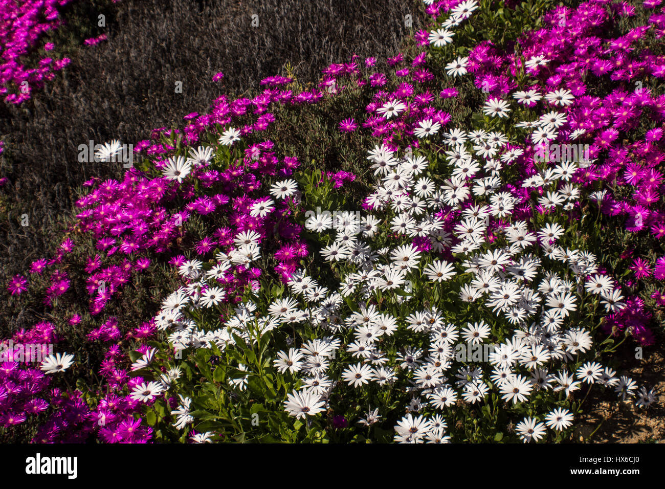 purple and white flowers Stock Photo