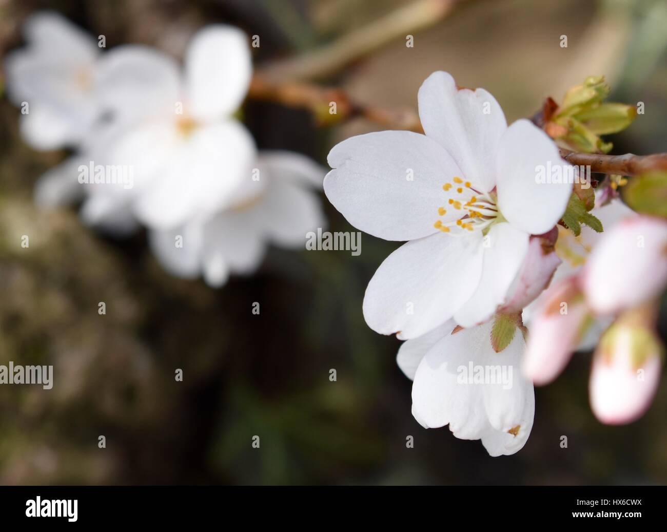 white cherry flowers in spring 2017 Stock Photo