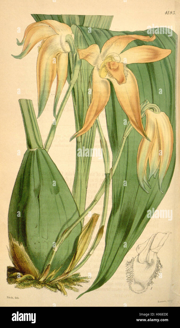 Sudamerlycaste fulvescens (as Lycaste fulvescens)   Curtis' 71 (Ser. 3 no. 1) pl. 4193 (1845) Stock Photo