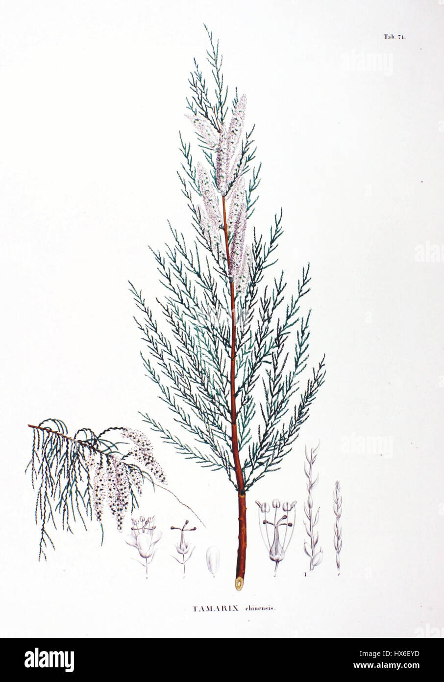 Tamarix chinensis SZ71 Stock Photo Alamy