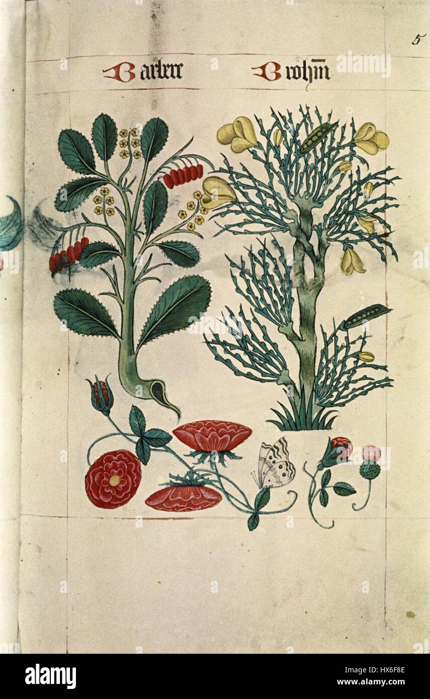 The Tudor pattern book MS. Ashmole 1504 06 Stock Photo