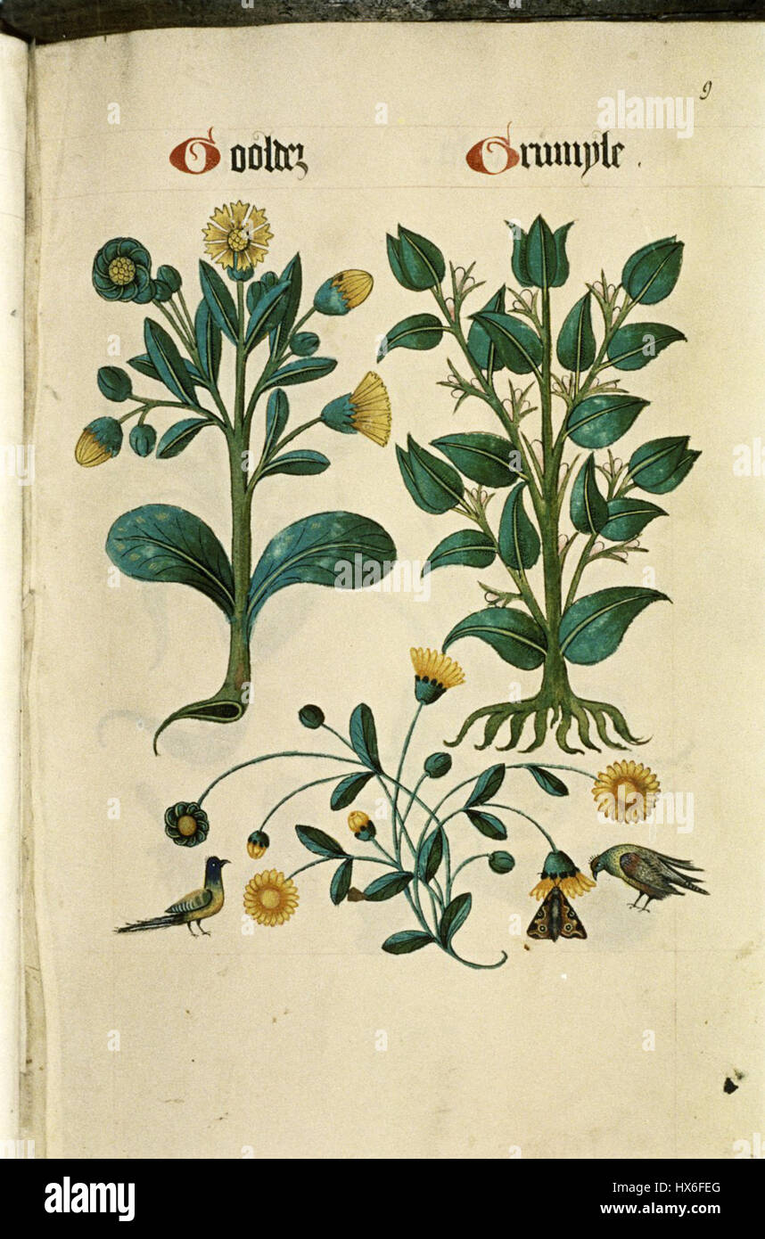 The Tudor pattern book MS. Ashmole 1504 14 Stock Photo
