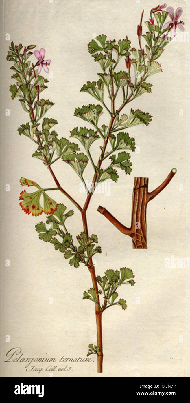 Pelargonium ternatum B544 Stock Photo