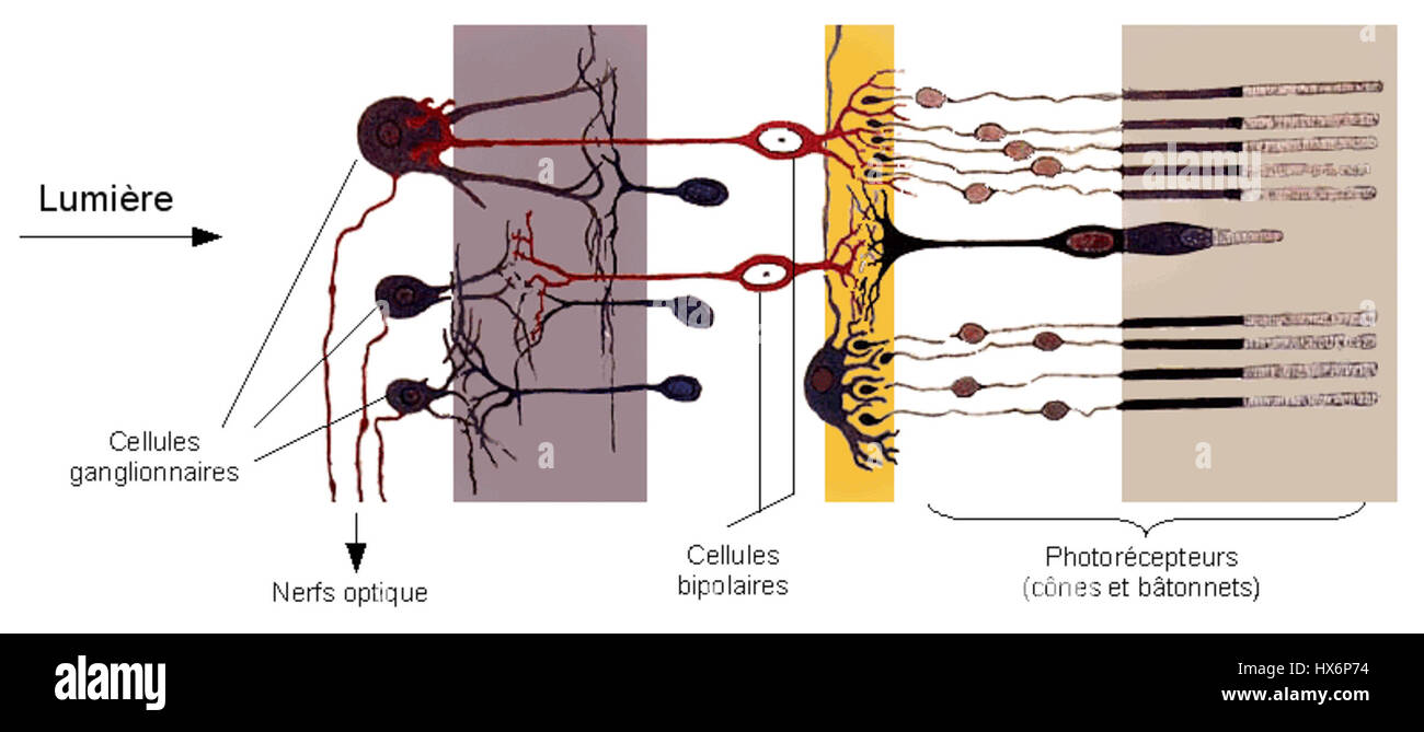 Anatomical drawing of a human eye hi-res stock photography and images ...