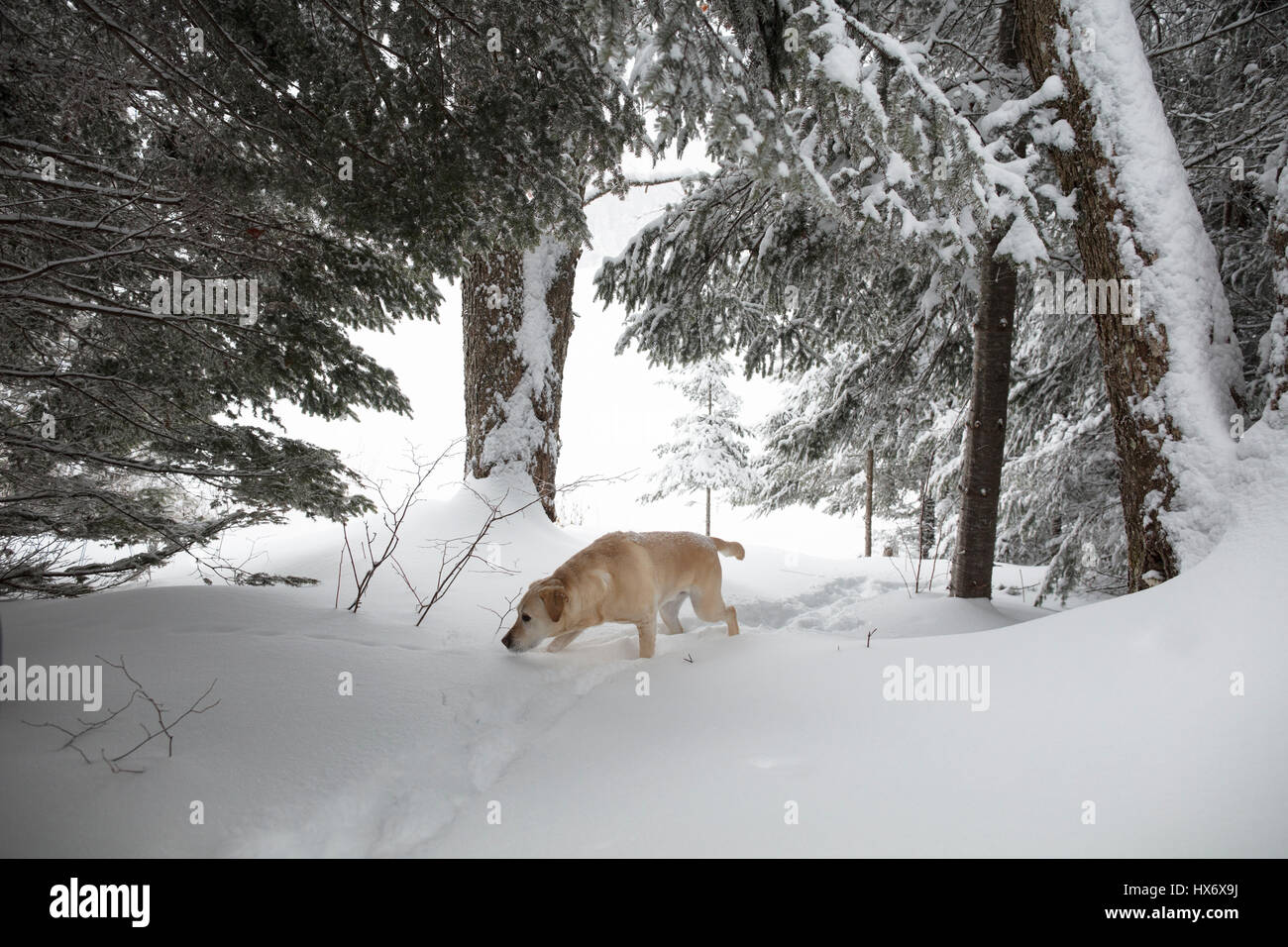 A Yellow Labrador Retriever (yellow lab) dog walks in the snow during a snow storm in Hastings Highlands, Ontario, Canada. Stock Photo