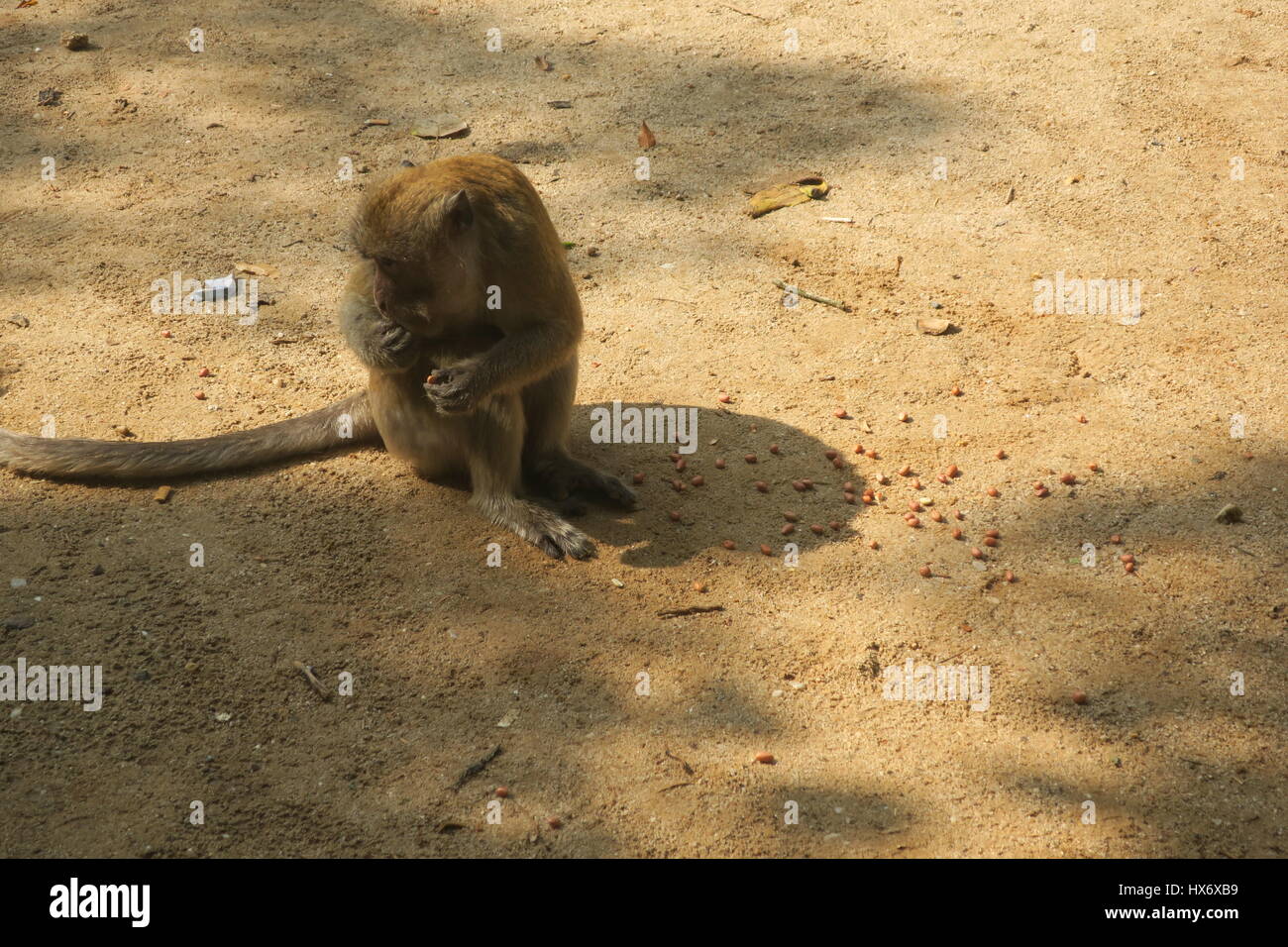A cute monkey is eating peanuts on sandy ground at a temple in Phuket ...
