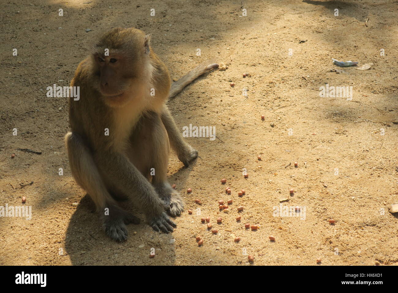 A cute monkey is eating peanuts on sandy ground at a temple in Phuket ...