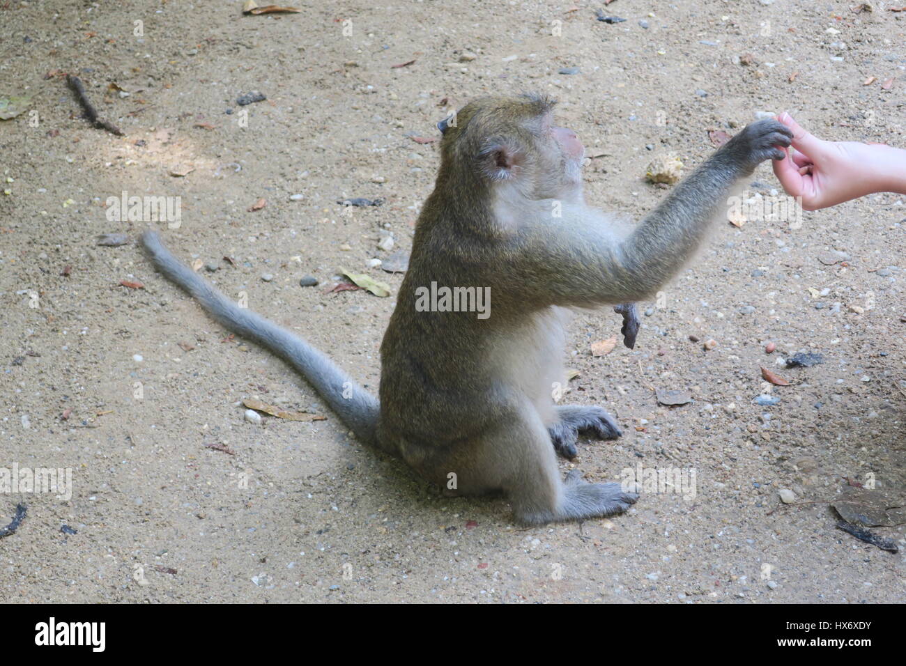 Portrait wild monkey eating peanuts hi-res stock photography and images ...