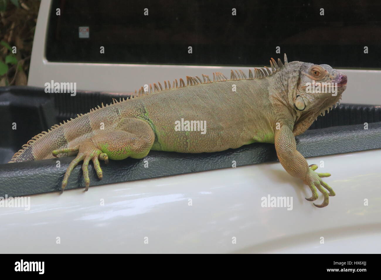 Omnivorous lizards hires stock photography and images Alamy