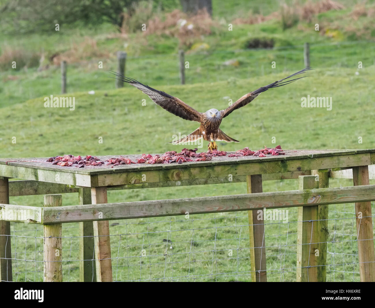 Red Kites (milvus milvus) in Galloway , Scotland Stock Photo