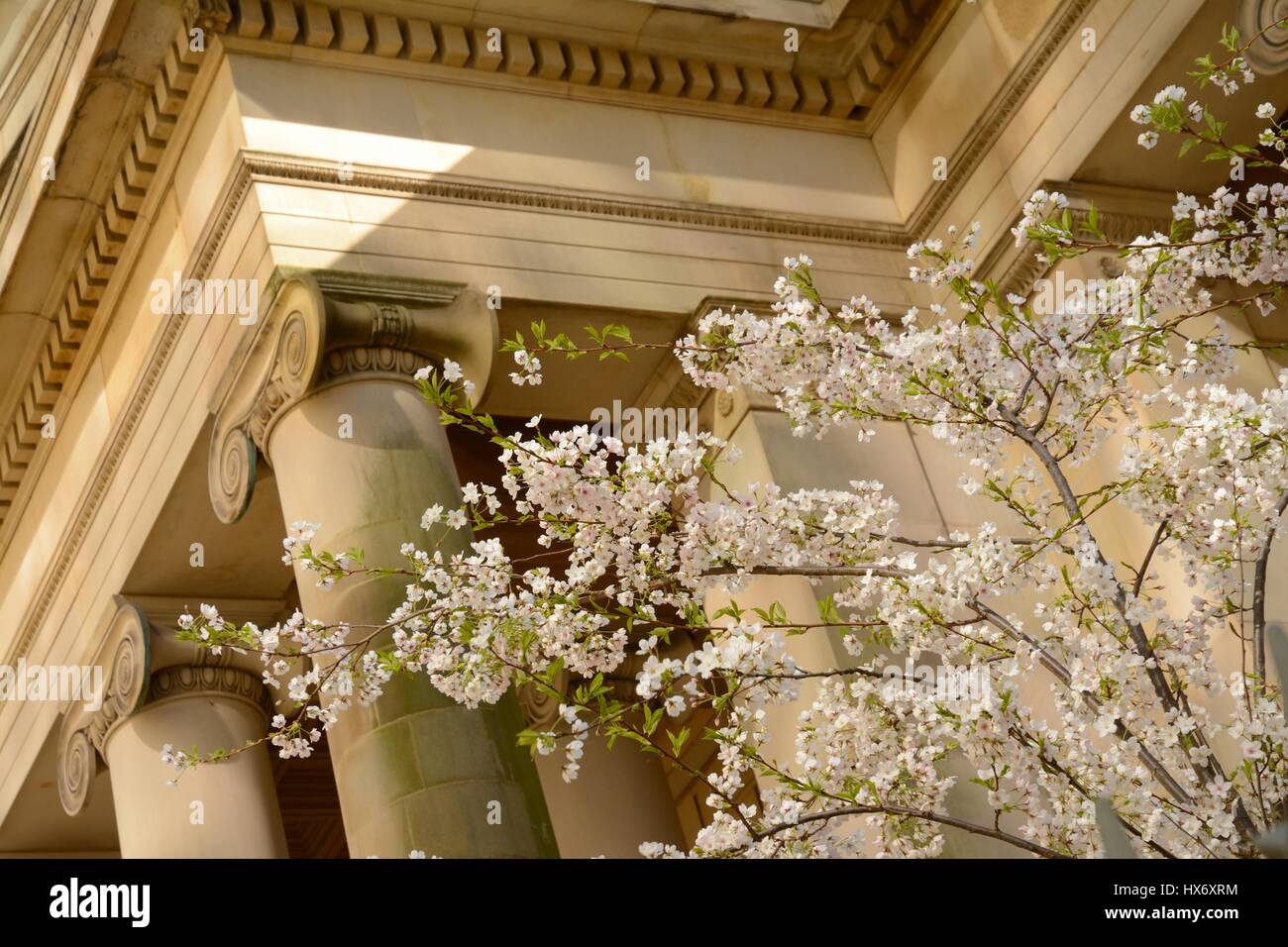 Spring blossom in the garden of Manchester Art Gallery Stock Photo - Alamy