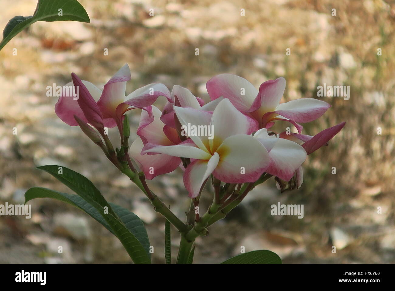 Plumeria flowers, frangipani are most fragrant at night in order to
