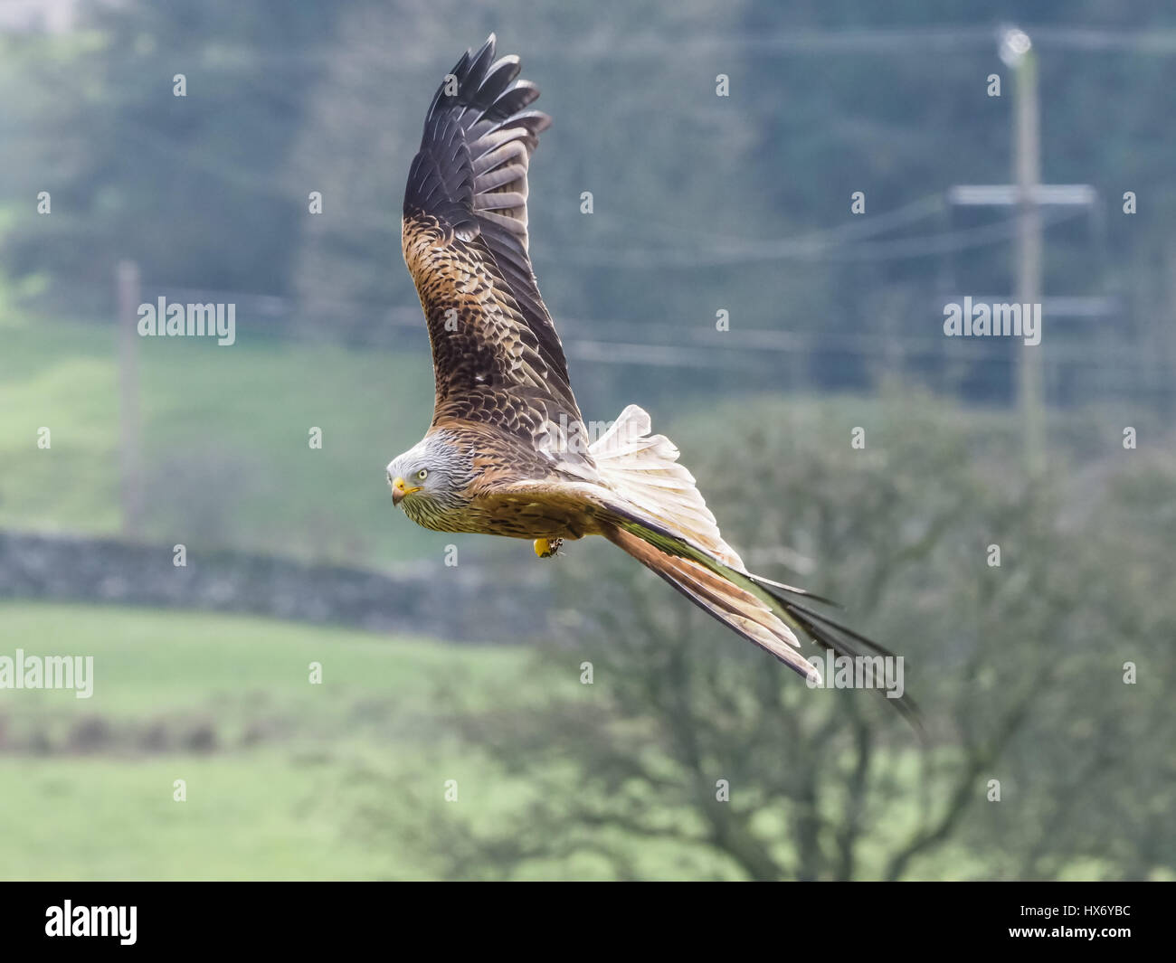 Red Kites (milvus milvus) in Galloway , Scotland Stock Photo