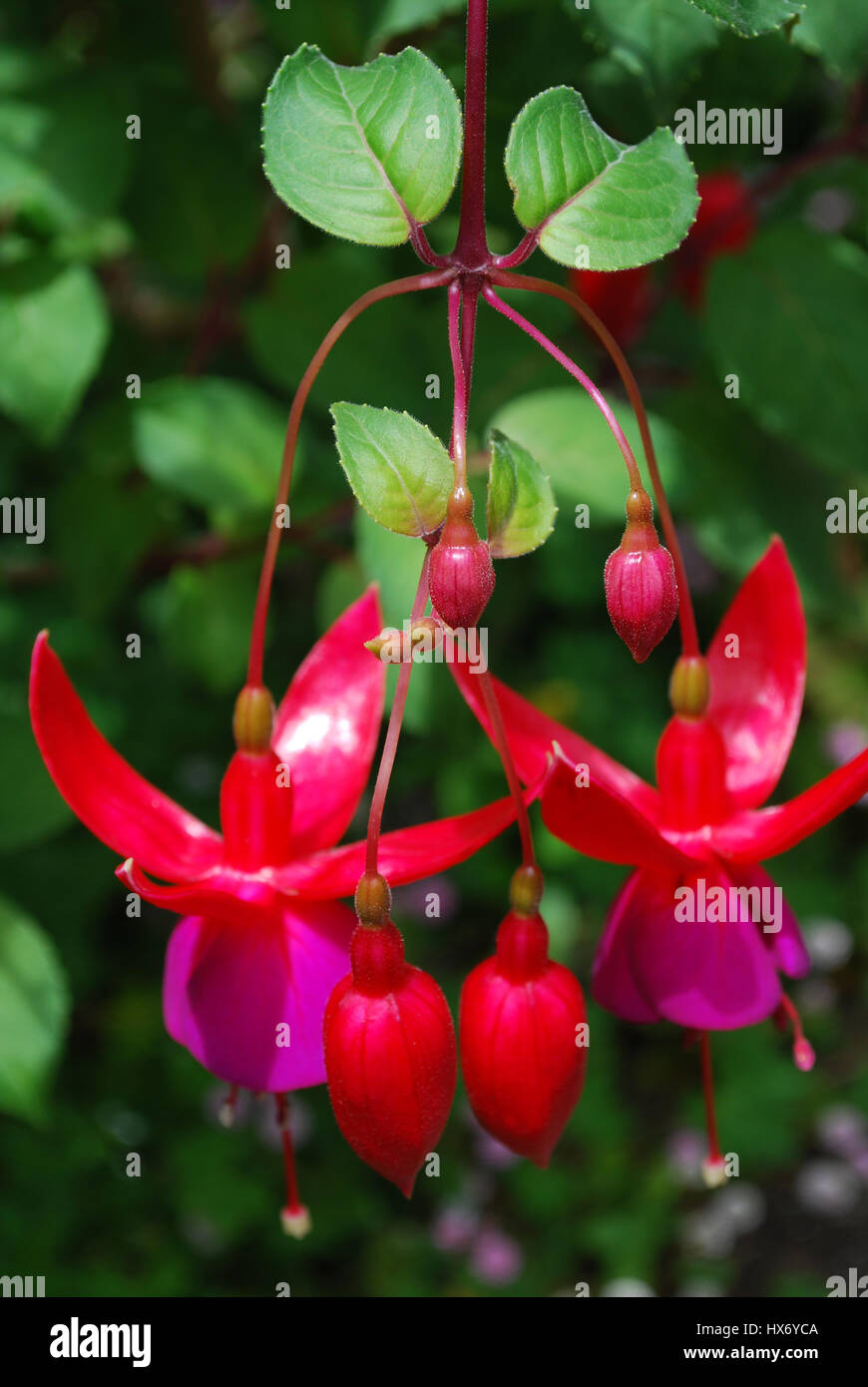Pretty blooming purple and red fuchsia flowers dangling Stock Photo Alamy