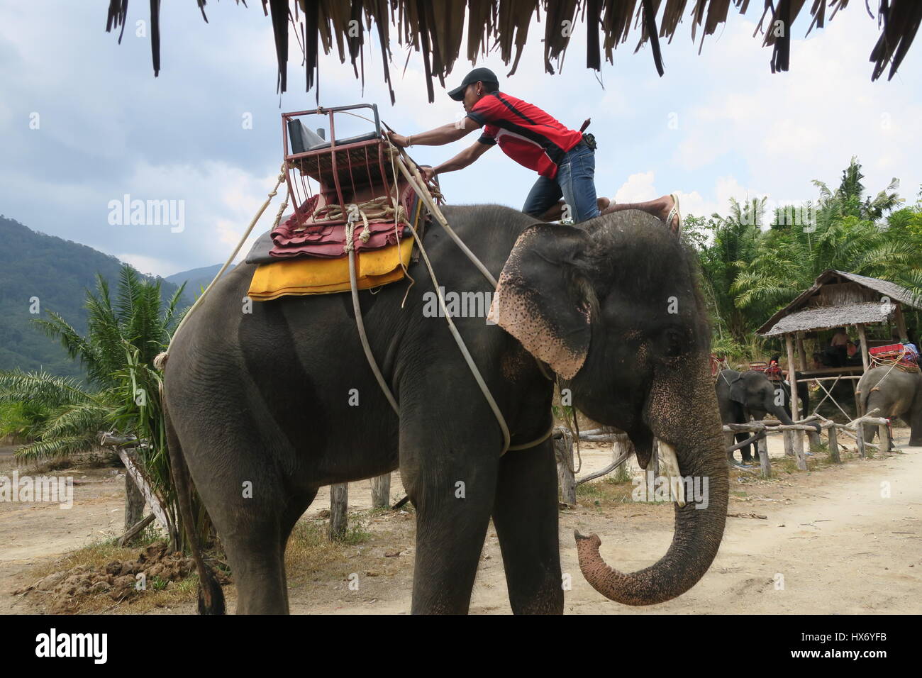 Man is climbing on elephant's trunk to its back. There's a wooden seat ...