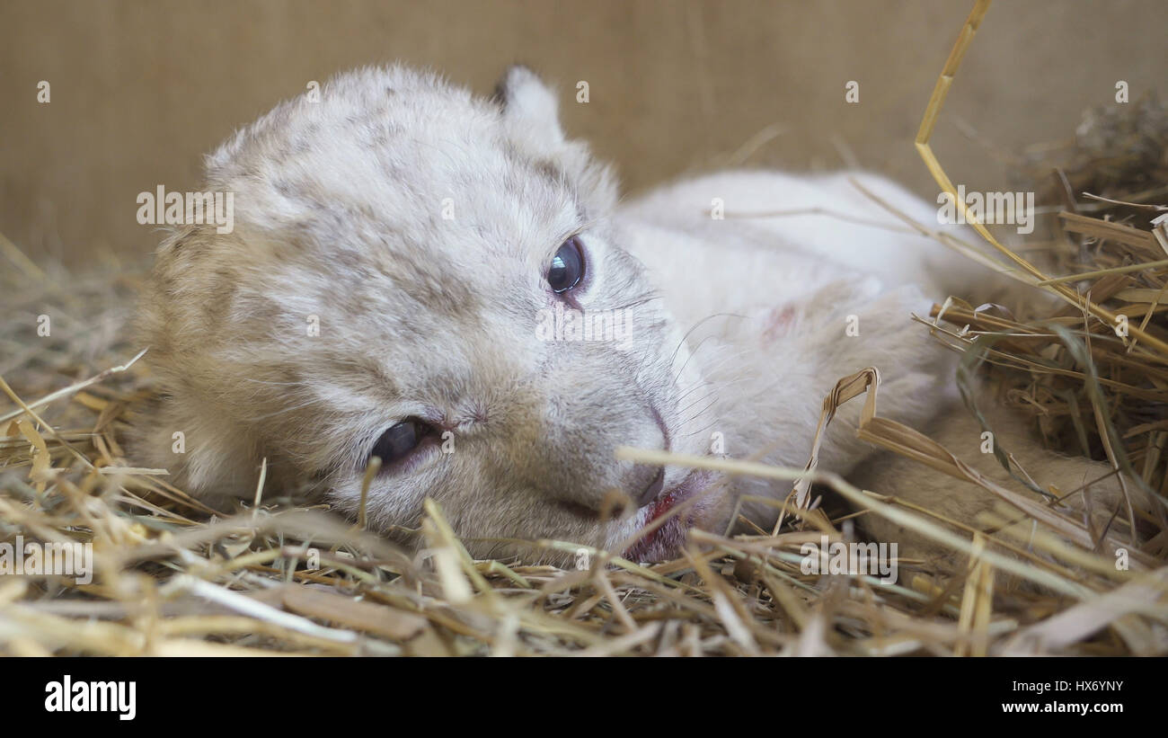 one week old baby lion in zoo Stock Photo