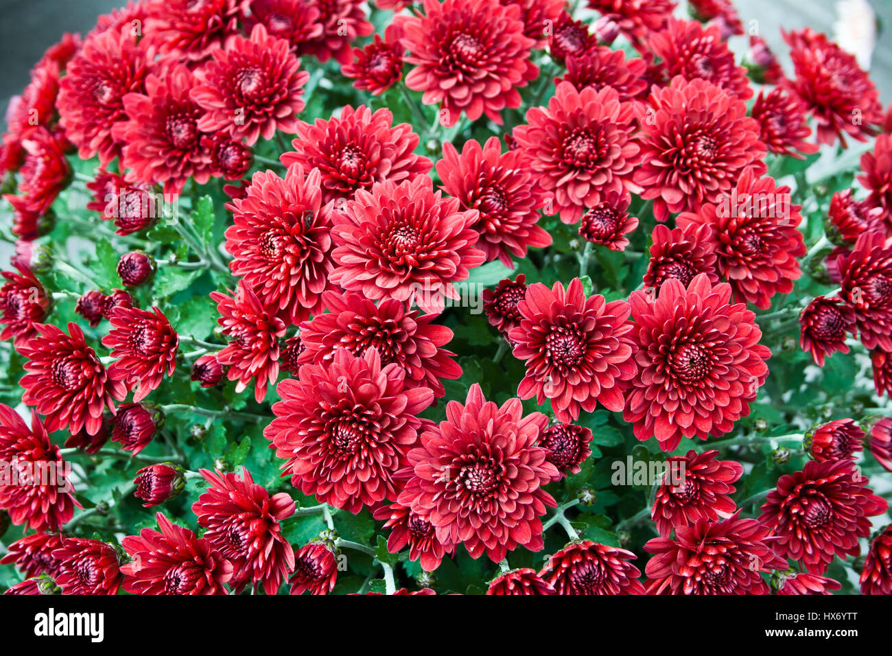 ChrysanthemumAutumn chrysanthemum flowers Stock Photo Alamy