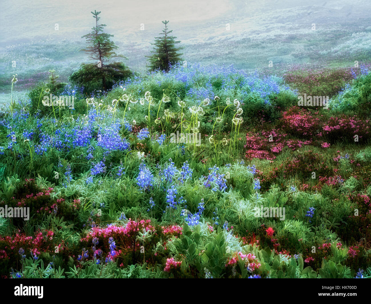 Field of various wildflowers and fog. Mt. Rainier National Park, Washington Stock Photo