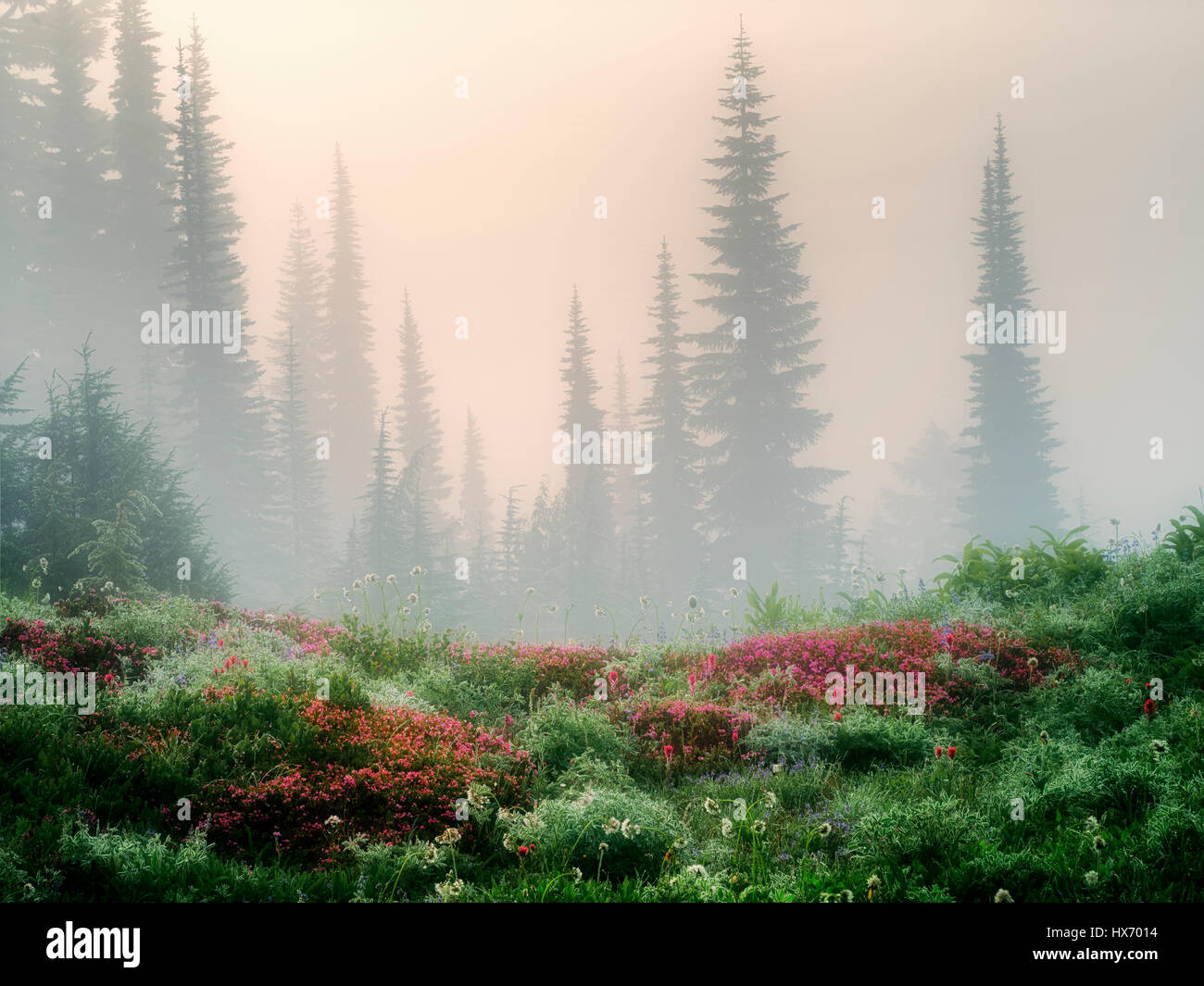 Field of various wildflowers,trees and fog. Mt. Rainier National Park, Washington Stock Photo