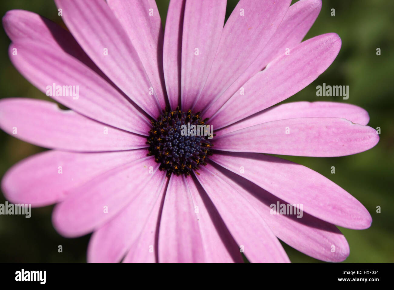 Purple pink african daisy macro detail Stock Photo