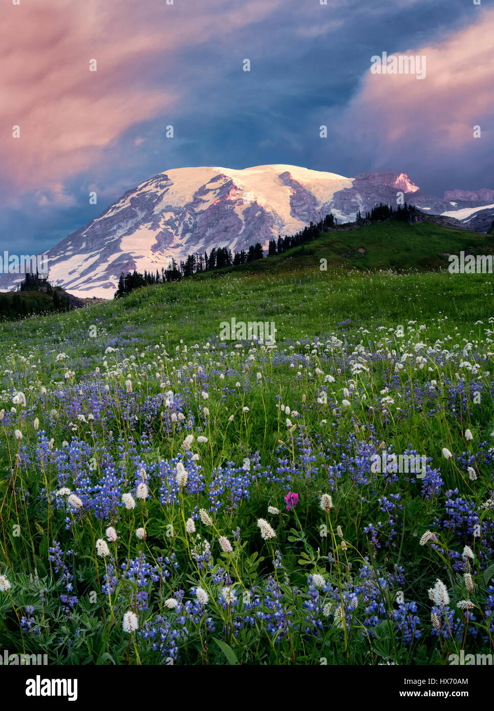 Wildflowers at sunset hi-res stock photography and images - Alamy