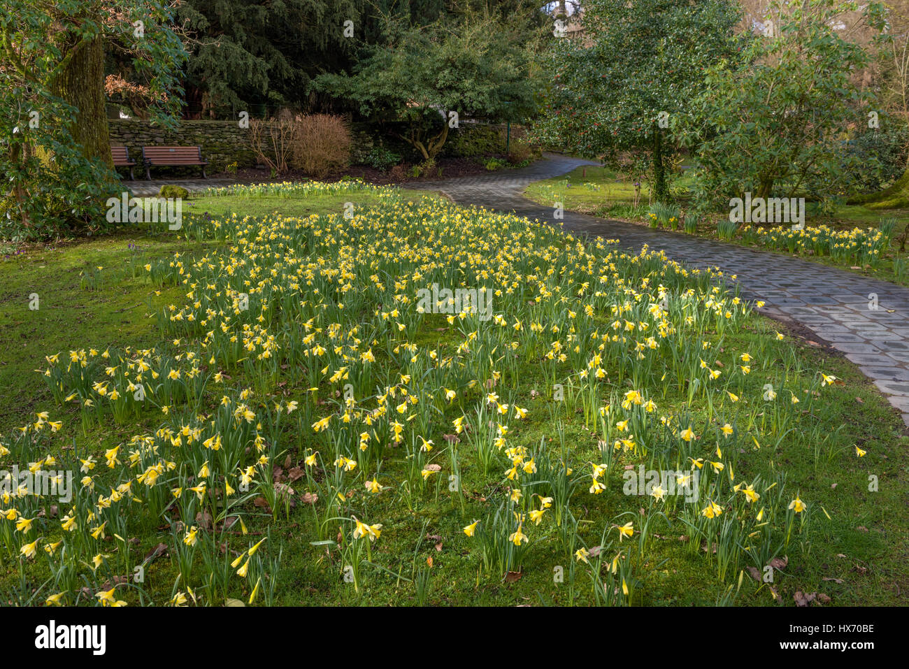 The Daffodil Garden behind the Gingerbread Shop in Grasmere Stock Photo