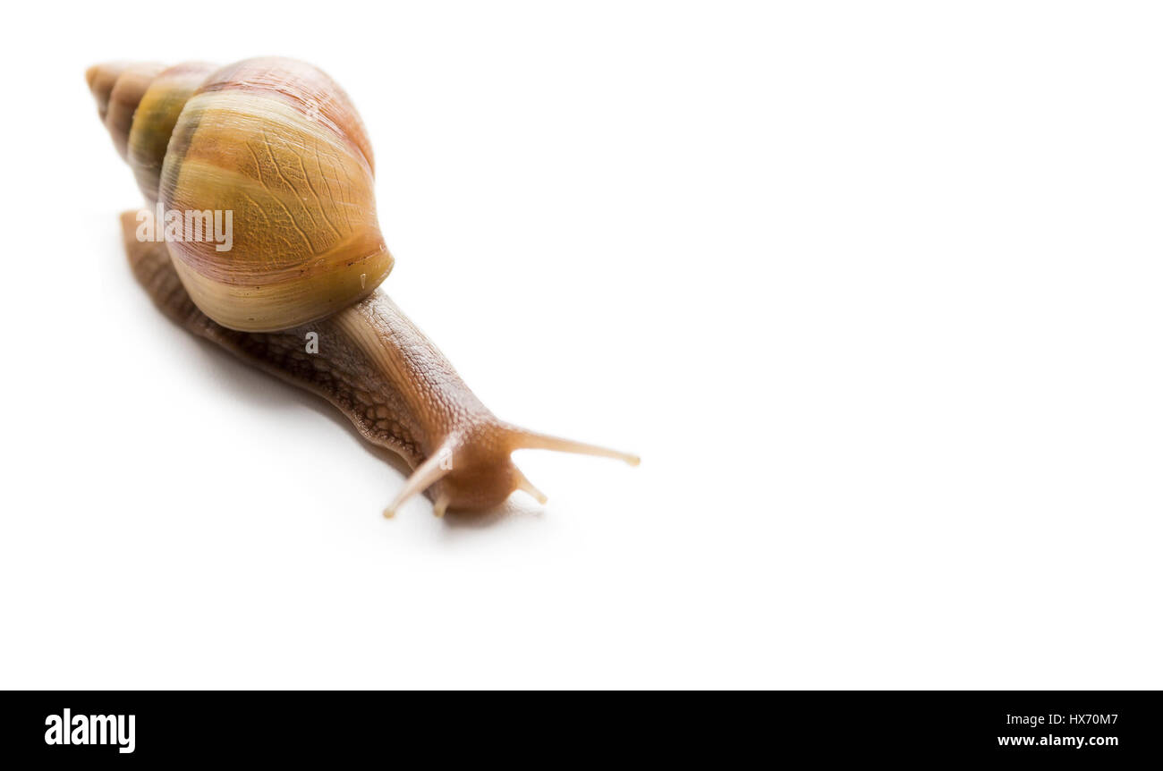 Big snail Achatina Stock Photo