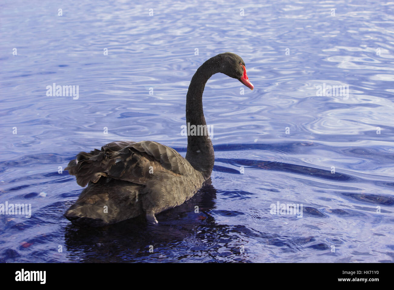 A black swan is swimming in a lake Stock Photo - Alamy