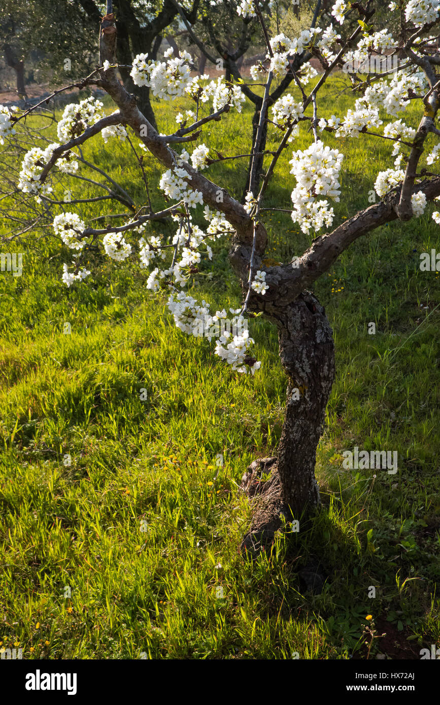 Plant plum blossom. Stock Photo