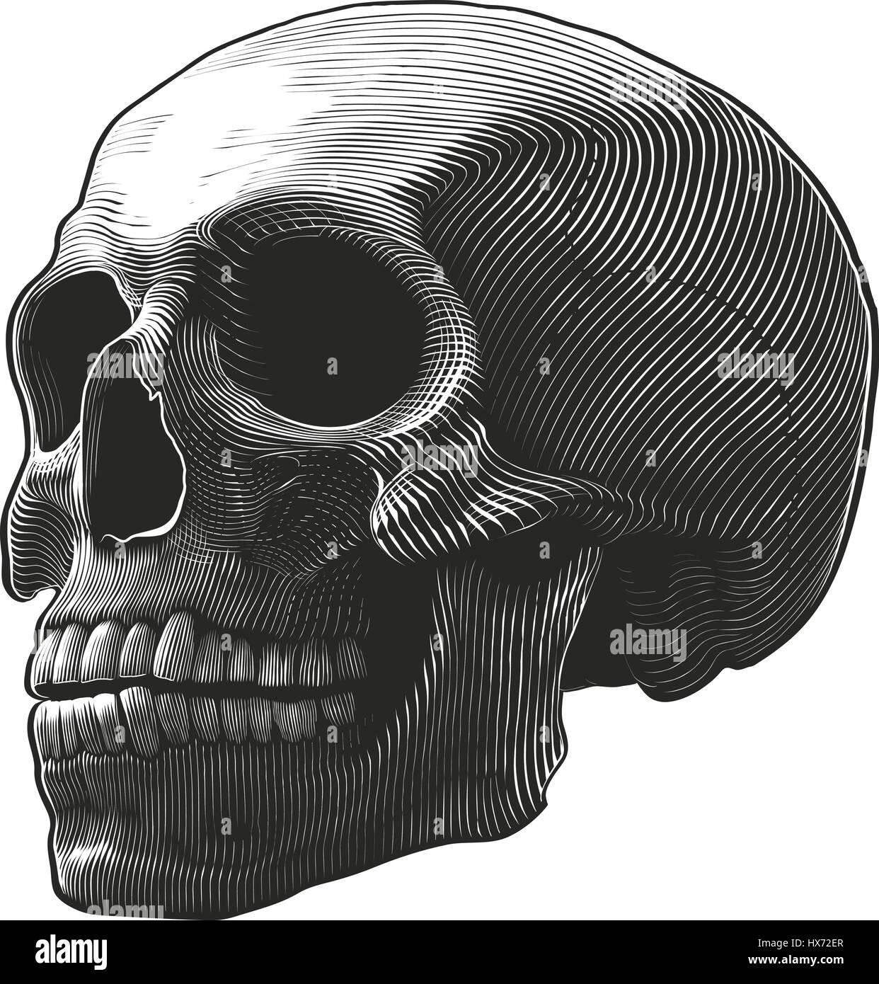 Human skull in woodcut style Stock Vector