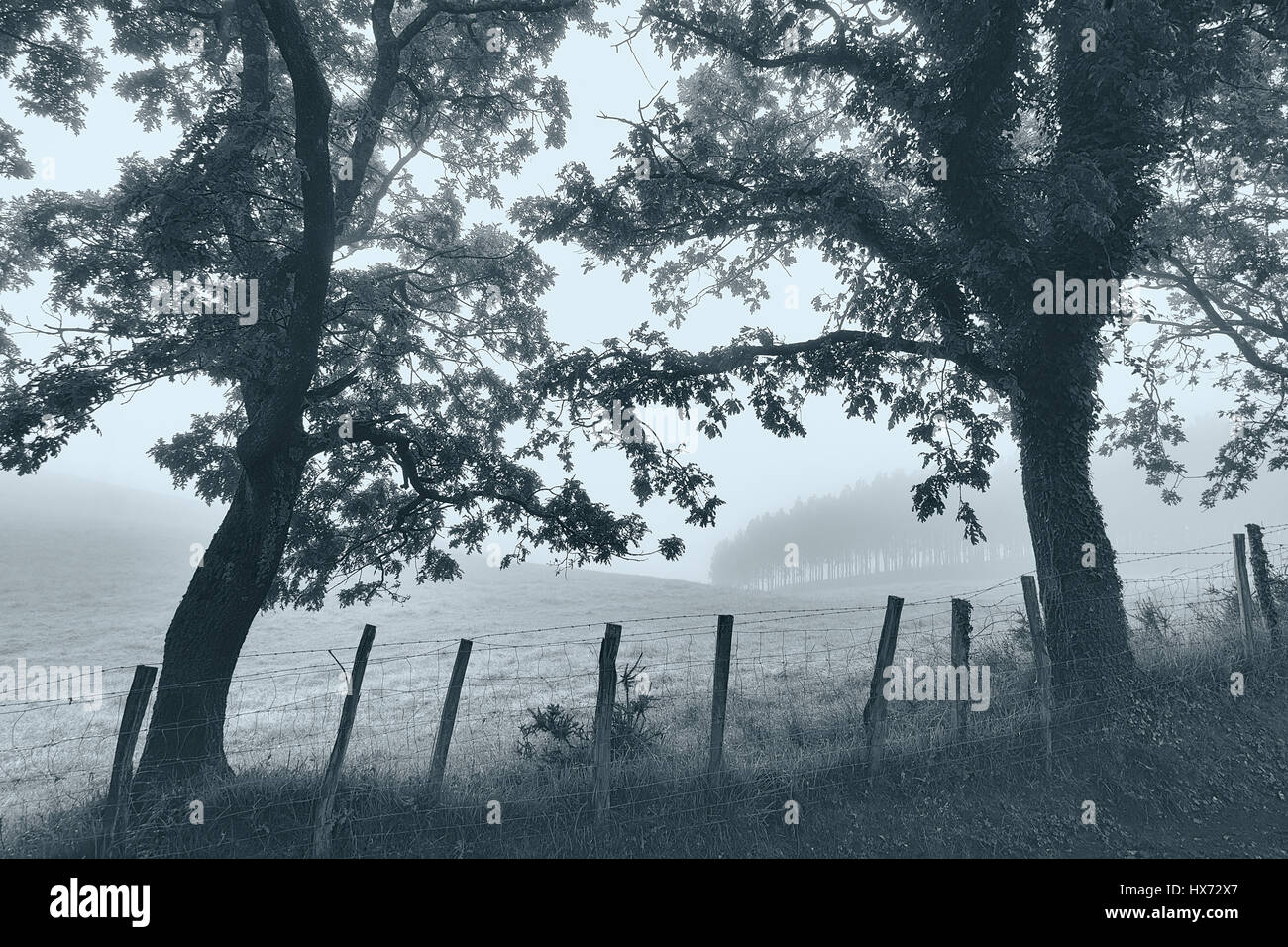 Black and white trees hi-res stock photography and images - Alamy