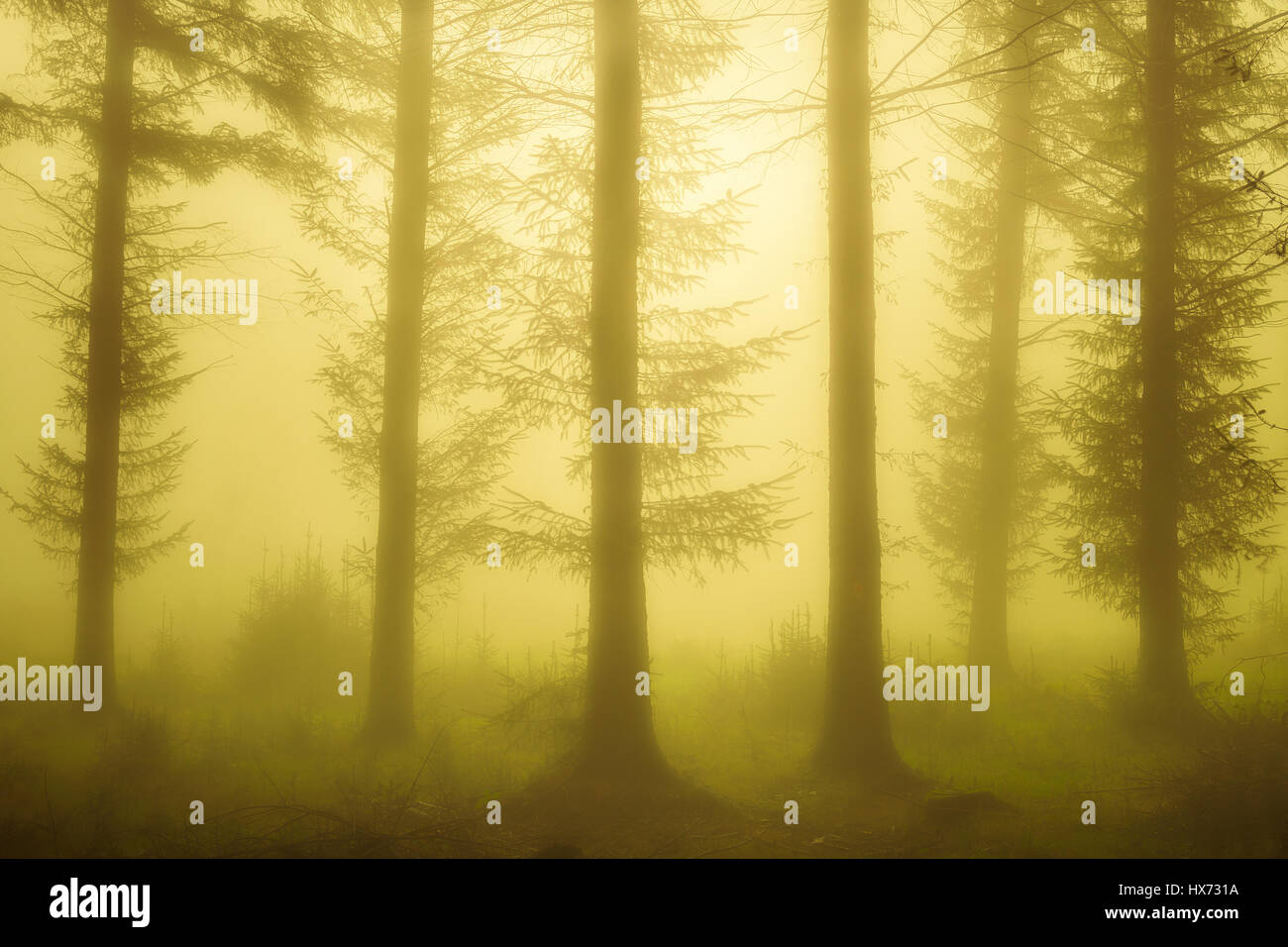 sunlight in the foggy forest Stock Photo - Alamy