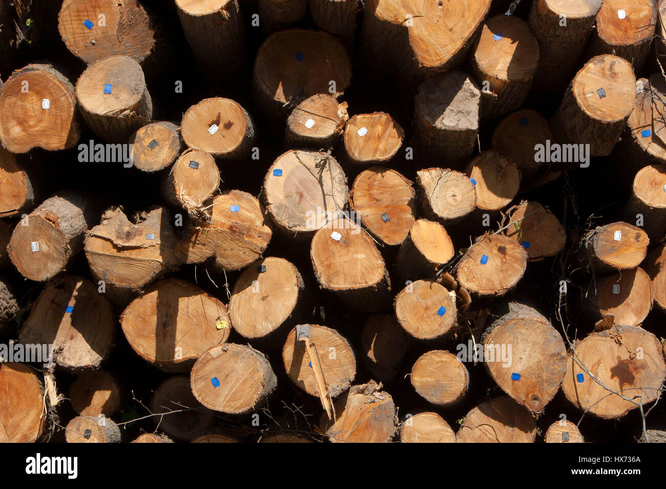 Wood texture of cut tree trunk. Cut tree trunk with annual rings Stock ...