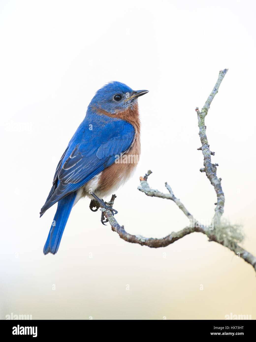 An eastern bluebird perched on a branch and calling. Stock Photo