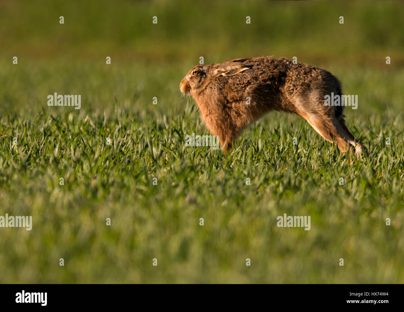 Brown Hare (Lepus europaeus) stretching, Warwickshire Stock Photo
