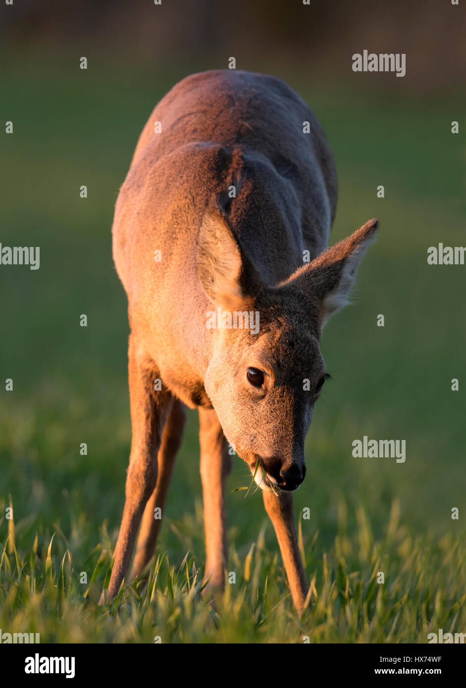 Female deer eating corn hires stock photography and images Alamy