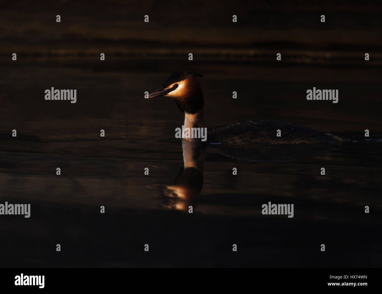 Great Crested Grebe (Podiceps cristatus) at first light Stock Photo