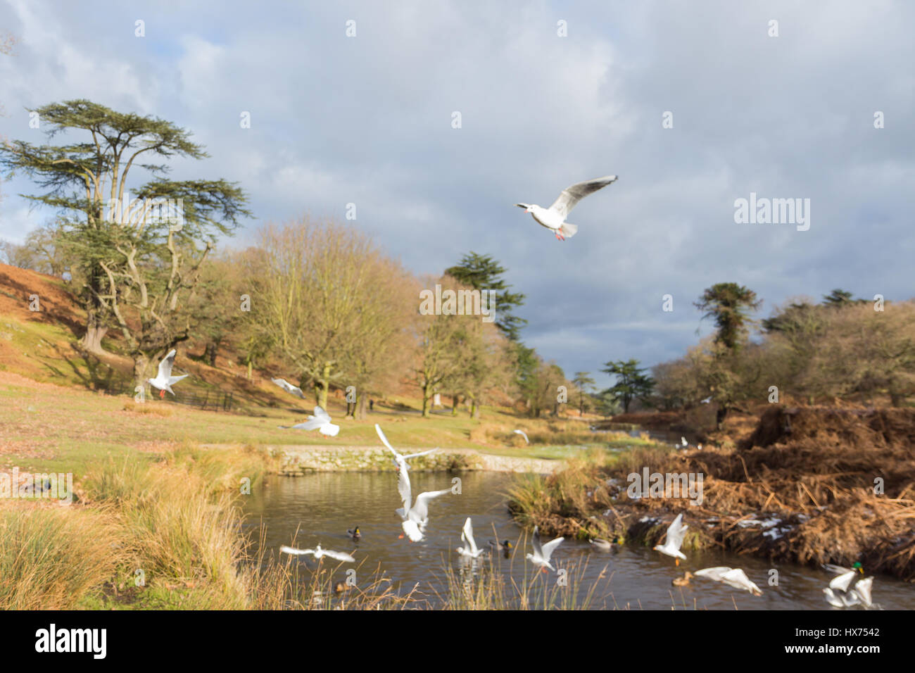 Birds flying over a river in a park Stock Photo - Alamy