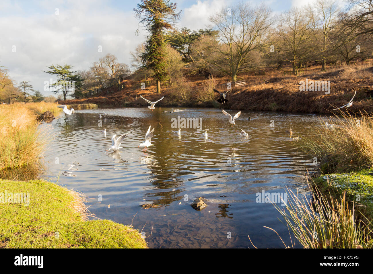 Birds flying over a river in a park Stock Photo - Alamy